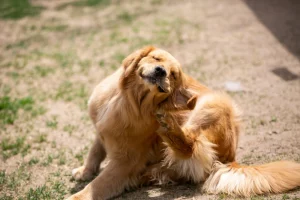 How to Soothe an Itchy Dog With Care and Mindfulness