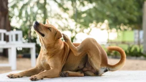 how to soothe itchy dog